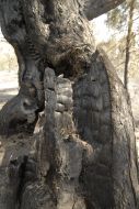 Burnt tree