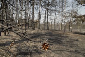 Consequences of fire in a woodland