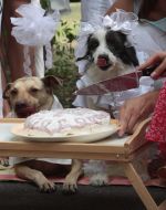 Wedding dogs Hatiko and Lely