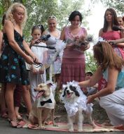 Alina Grosu at the wedding dogs Hatiko and Lely