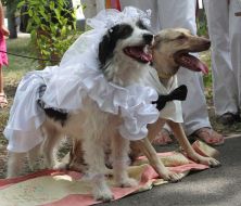 Wedding dogs Hatiko and Lely
