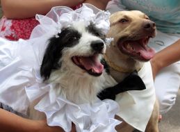Wedding dogs Hatiko and Lely