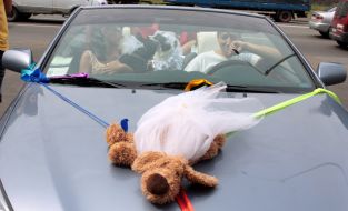 Wedding dogs Hatiko and Lely