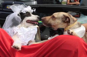 Wedding dogs Hatiko and Lely