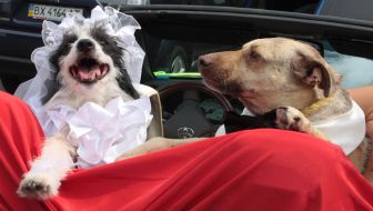 Wedding dogs Hatiko and Lely