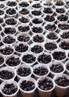 Bilberry
