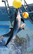 Dolphins