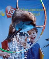 Dolphin