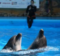 Dolphins