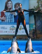 Shaw  in dolphinarium
