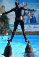 Shaw  in dolphinarium