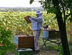 Beekeeper