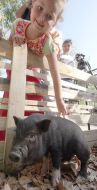 Девочка гладит поросенка