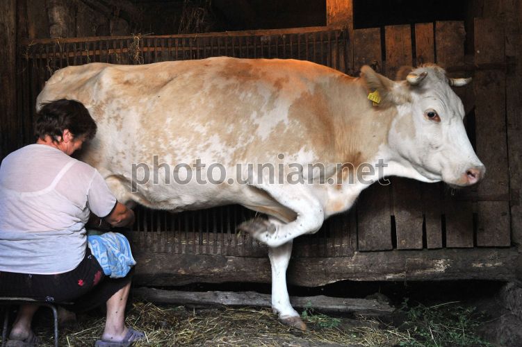 Фото по запросу Доят корову