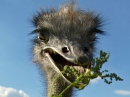 Африканский страус