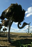 Африканский страус