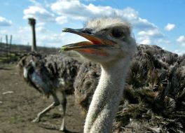 Фестиваль «Страусиные бега»