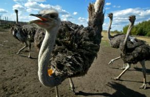 Фестиваль «Страусиные бега»