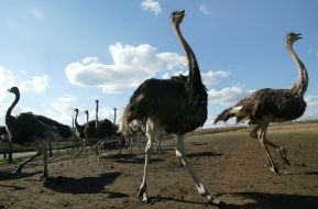 Фестиваль «Страусиные бега»