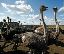 Фестиваль «Страусиные бега»