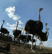 Фестиваль «Страусиные бега»