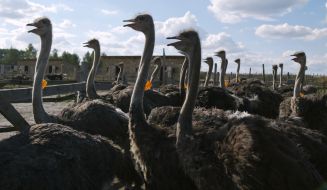 Фестиваль «Страусиные бега»