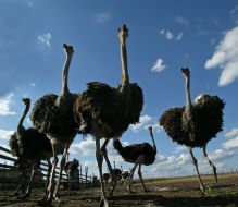 Фестиваль «Страусиные бега»