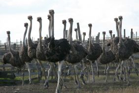 Фестиваль «Страусиные бега»