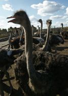 Фестиваль «Страусиные бега»