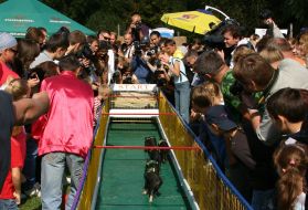 Поросячьи бега