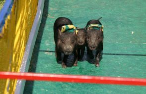 Поросячьи бега