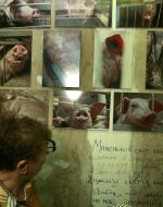 Фото свиней