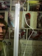 Фото свиней