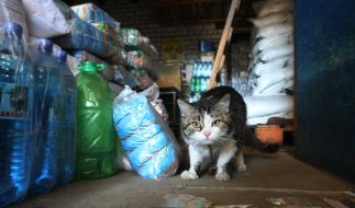 The Cat in the trade tent