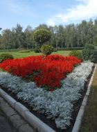 Flowers in Botanical Garden