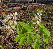 In the autumn the chestnuts bloom again