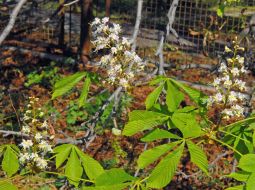 In the autumn the chestnuts bloom again