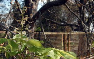 In the autumn the chestnuts bloom again