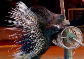 Porcupine