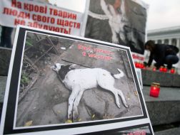 Фотография, на которой изображена мертвая собака