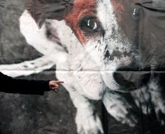 Плакат с изображением собаки