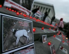 Фотографии животных возле зажженных свечей