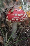 Red Amanita