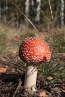 Red Amanita