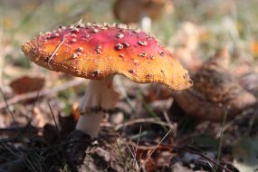 Red Amanita