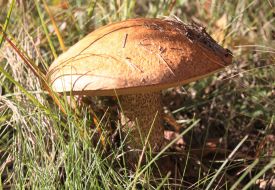 Leccinum