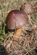 Leccinum