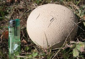 Lycoperdon