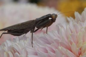 Mantid