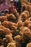 Exhibition ”Ball of chrysanthemums”